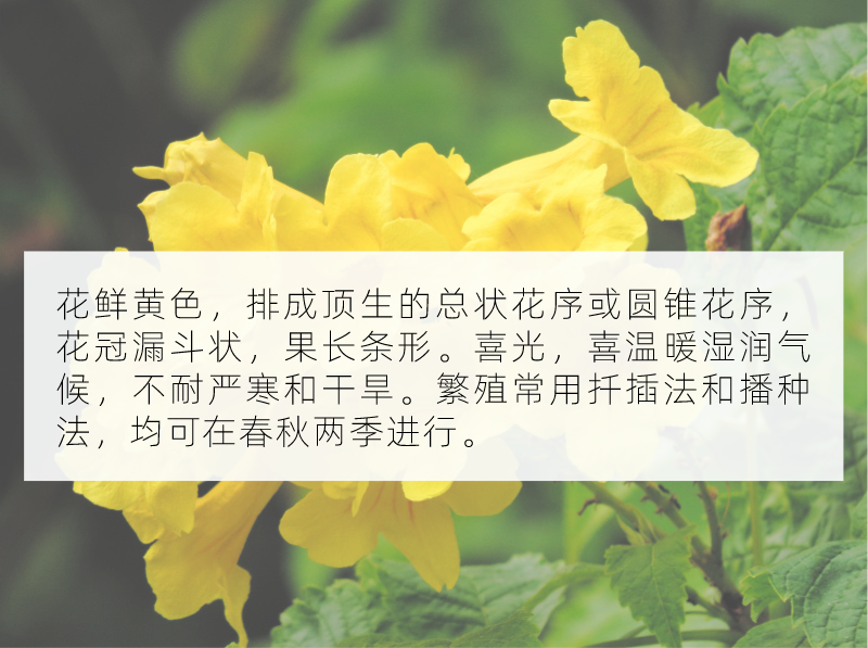 十月花历 | 金秋十月丰收季，千园之城鲜花艳