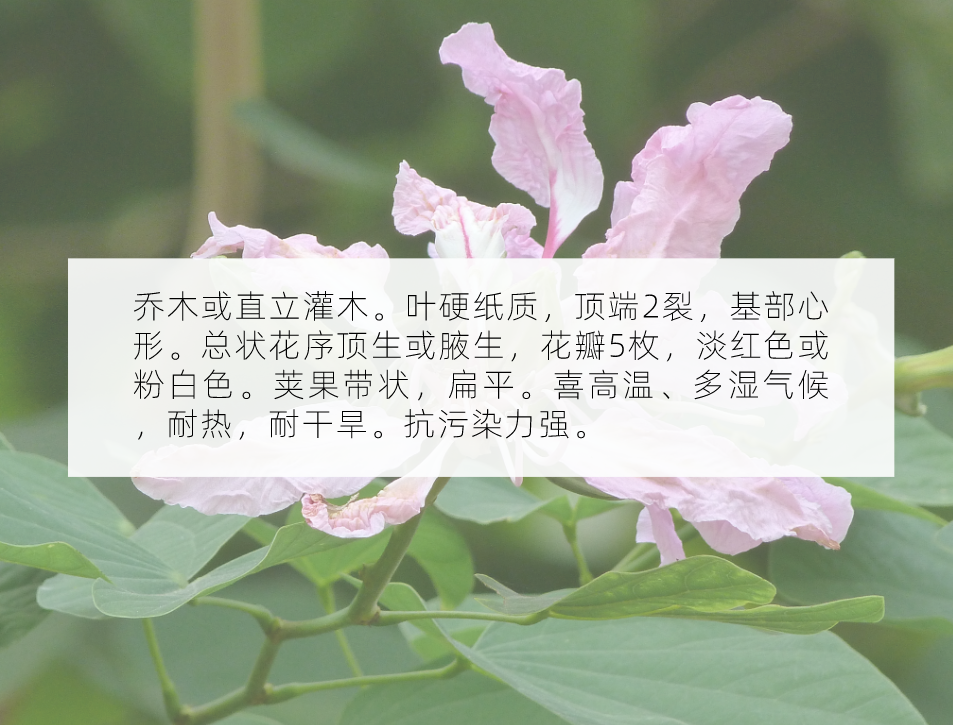 十月花历 | 金秋十月丰收季，千园之城鲜花艳