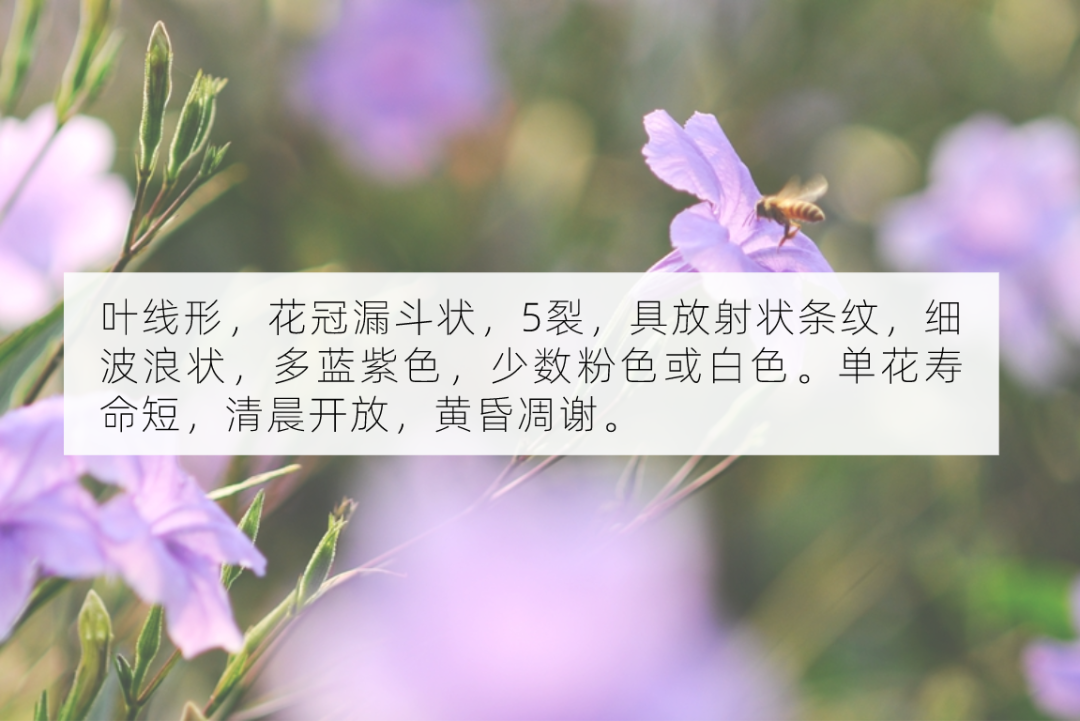 十月花历 | 金秋十月丰收季，千园之城鲜花艳