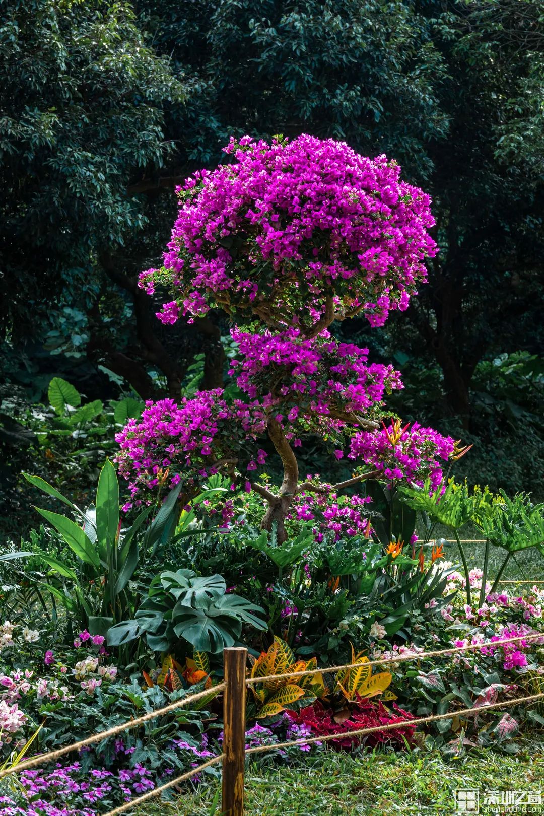 今秋深圳「最美花海」来了！第23届簕杜鹃花展明天正式开放！