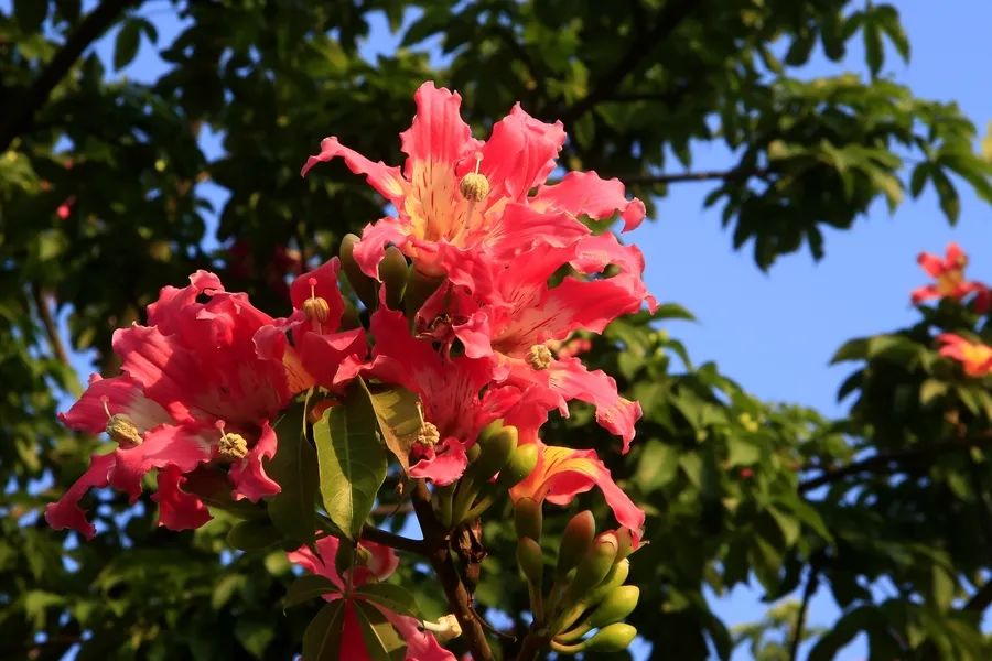 十一月花历 | 含蕊红三叶 临风艳一城