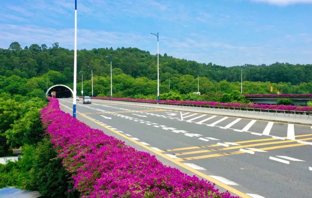 十一月花历 | 含蕊红三叶 临风艳一城