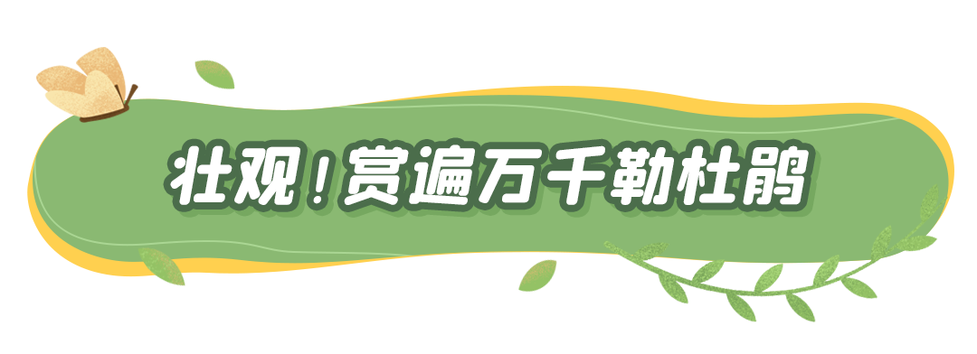 今秋深圳「最美花海」来了！第23届簕杜鹃花展明天正式开放！