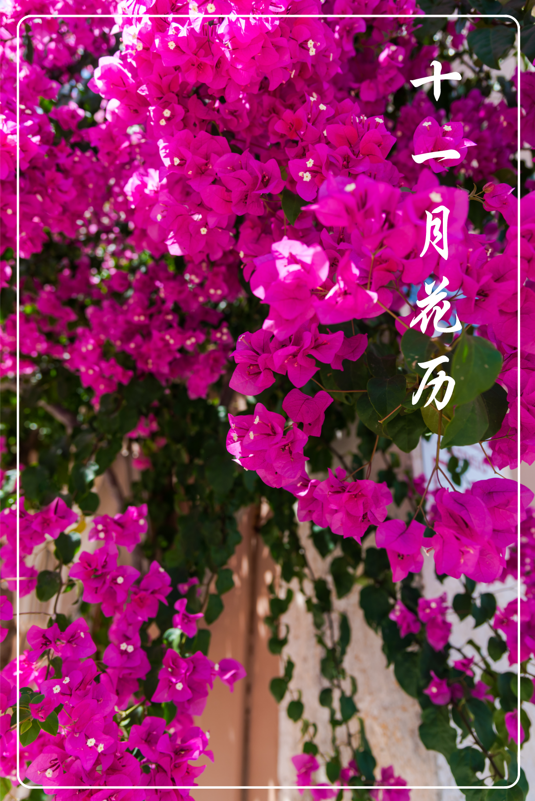 十一月花历 | 含蕊红三叶 临风艳一城