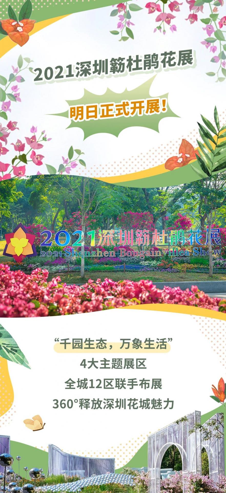 今秋深圳「最美花海」来了！第23届簕杜鹃花展明天正式开放！