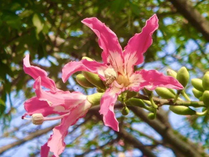 十一月花历 | 含蕊红三叶 临风艳一城