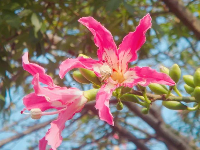 12月花历 | 慢赏晴花 细品鹏城