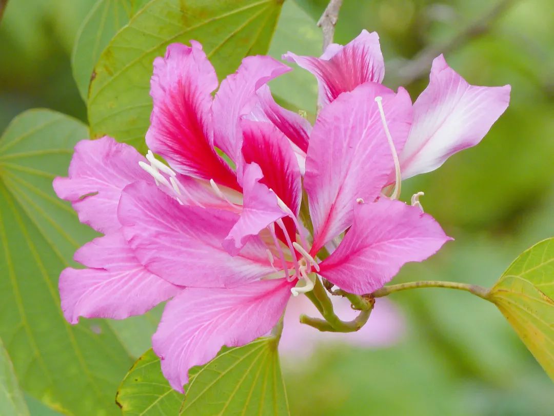 12月花历 | 慢赏晴花 细品鹏城