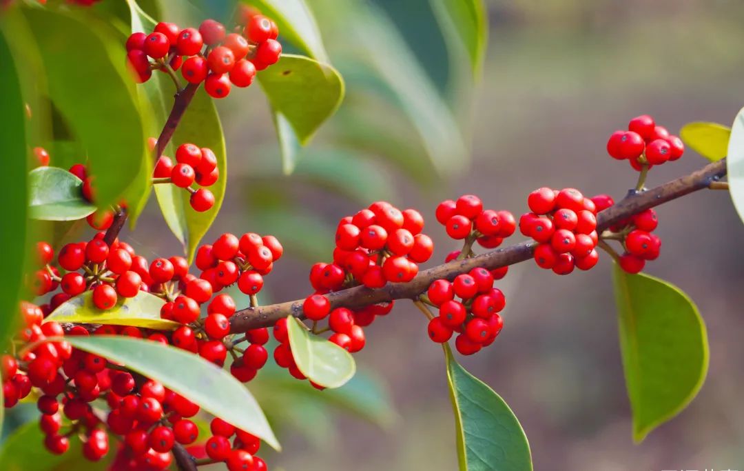 12月花历 | 慢赏晴花 细品鹏城