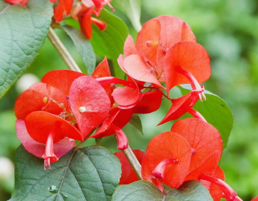 12月花历 | 慢赏晴花 细品鹏城