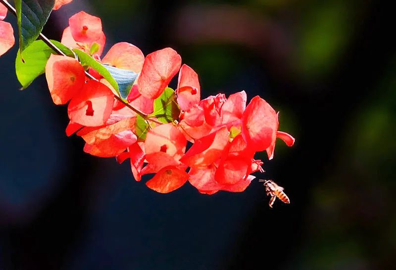 12月花历 | 慢赏晴花 细品鹏城