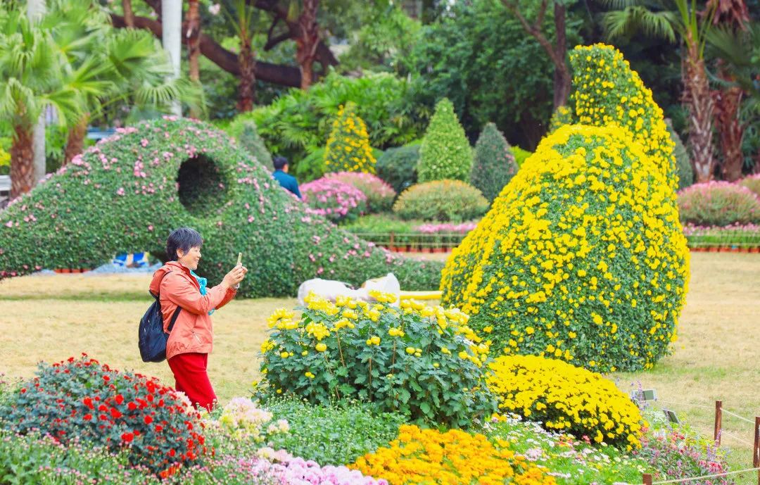 12月花历 | 慢赏晴花 细品鹏城