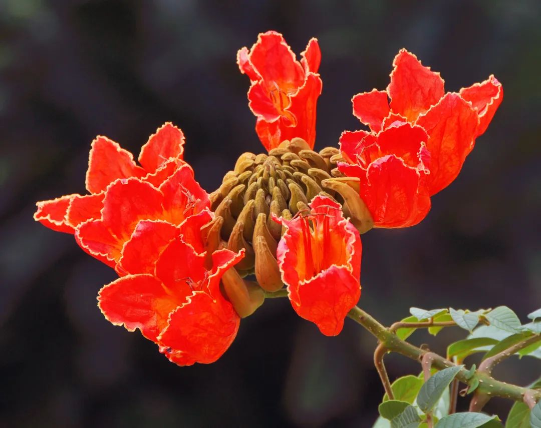 12月花历 | 慢赏晴花 细品鹏城