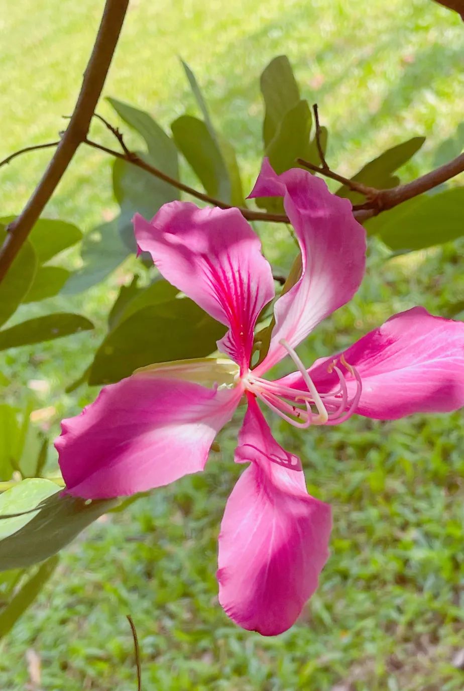 12月花历 | 慢赏晴花 细品鹏城