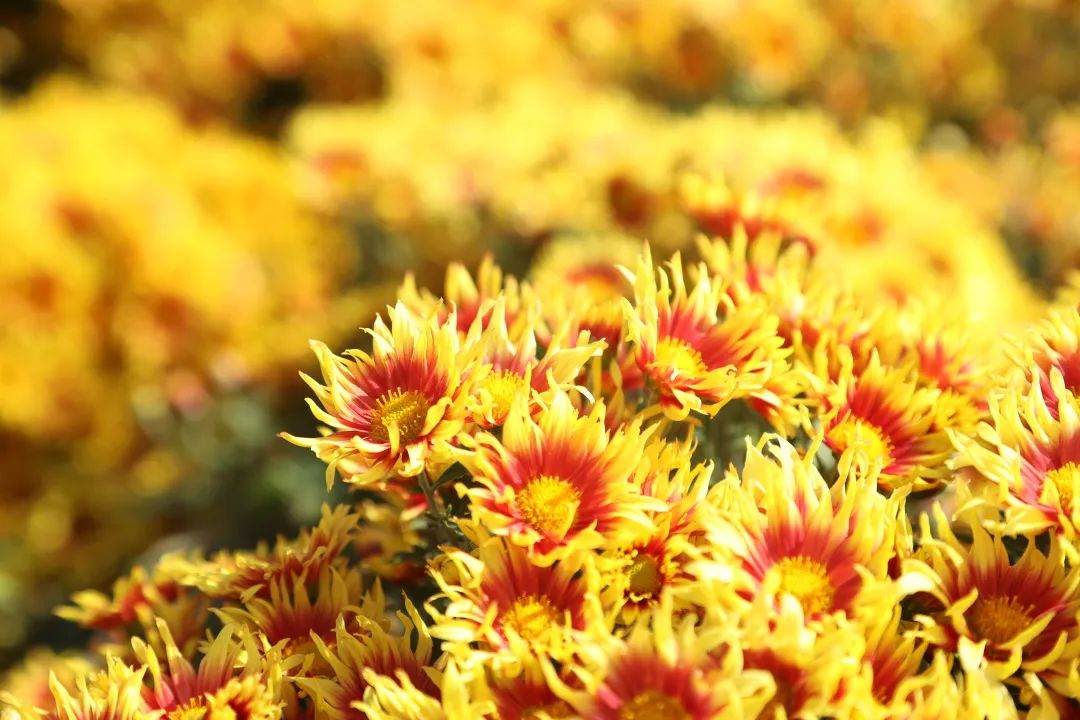 12月花历 | 慢赏晴花 细品鹏城
