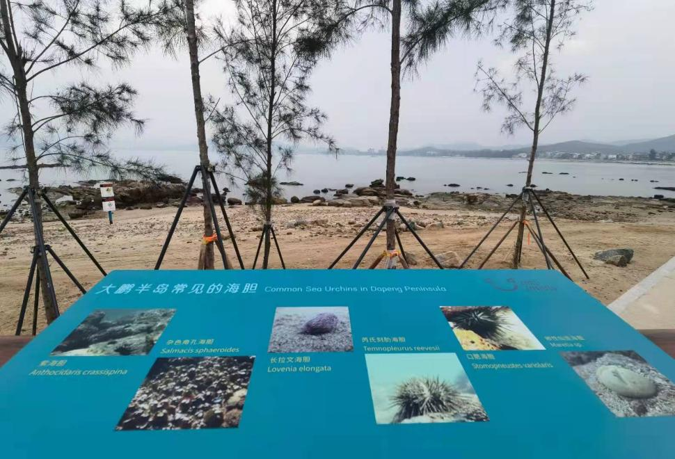 藏不住了！深圳最美东部海堤又一段试开放！