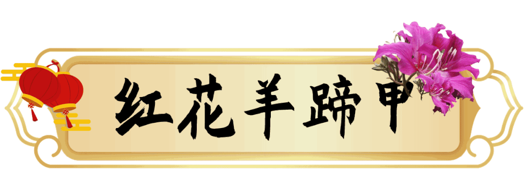 1月花历 | 历添新岁月 风吹花草香