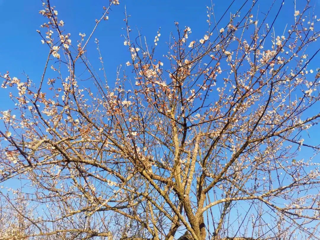 1月花历 | 历添新岁月 风吹花草香