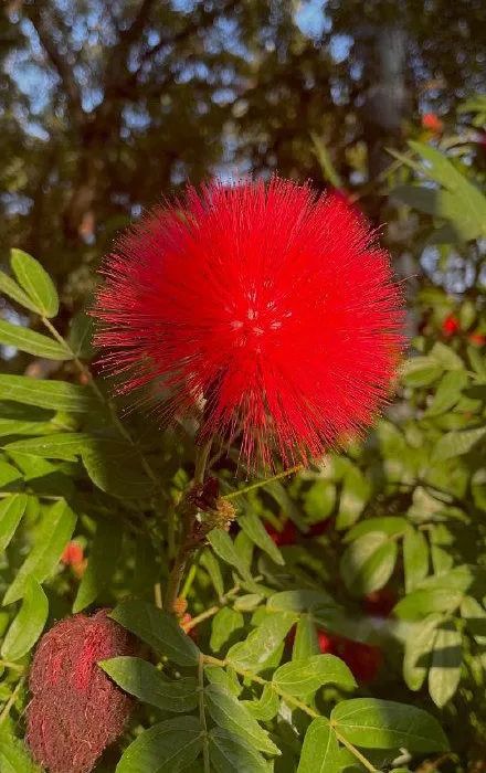 1月花历 | 历添新岁月 风吹花草香