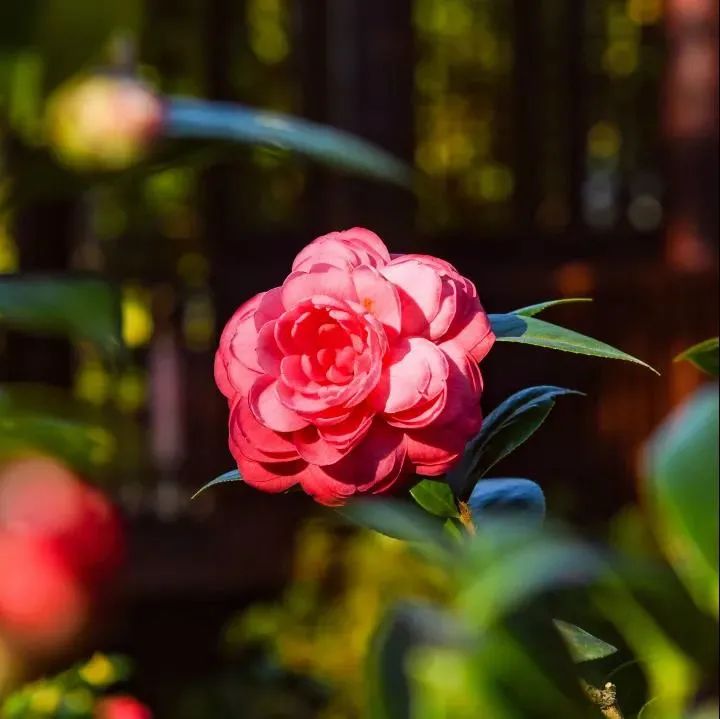 1月花历 | 历添新岁月 风吹花草香