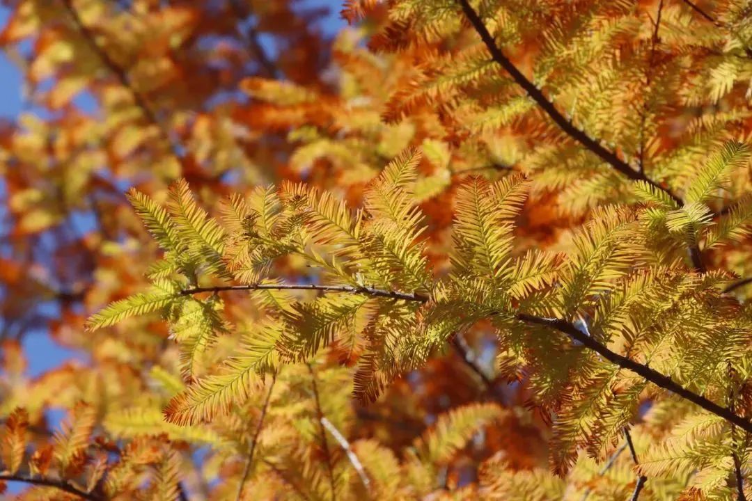 1月花历 | 历添新岁月 风吹花草香