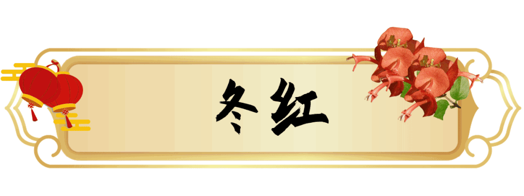 1月花历 | 历添新岁月 风吹花草香