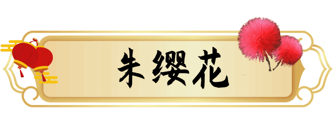 1月花历 | 历添新岁月 风吹花草香