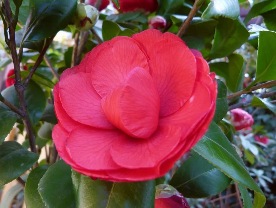 1月花历 | 历添新岁月 风吹花草香