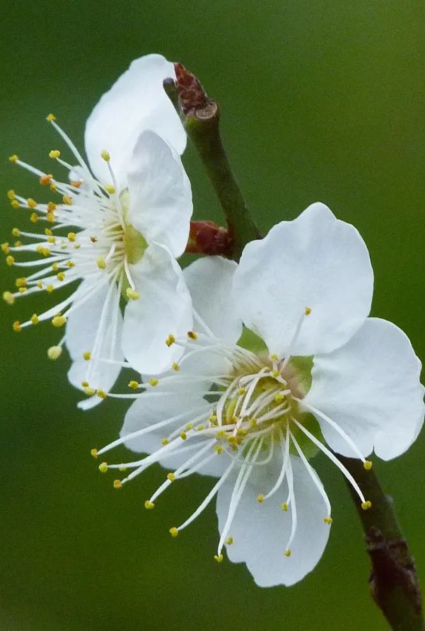 1月花历 | 历添新岁月 风吹花草香