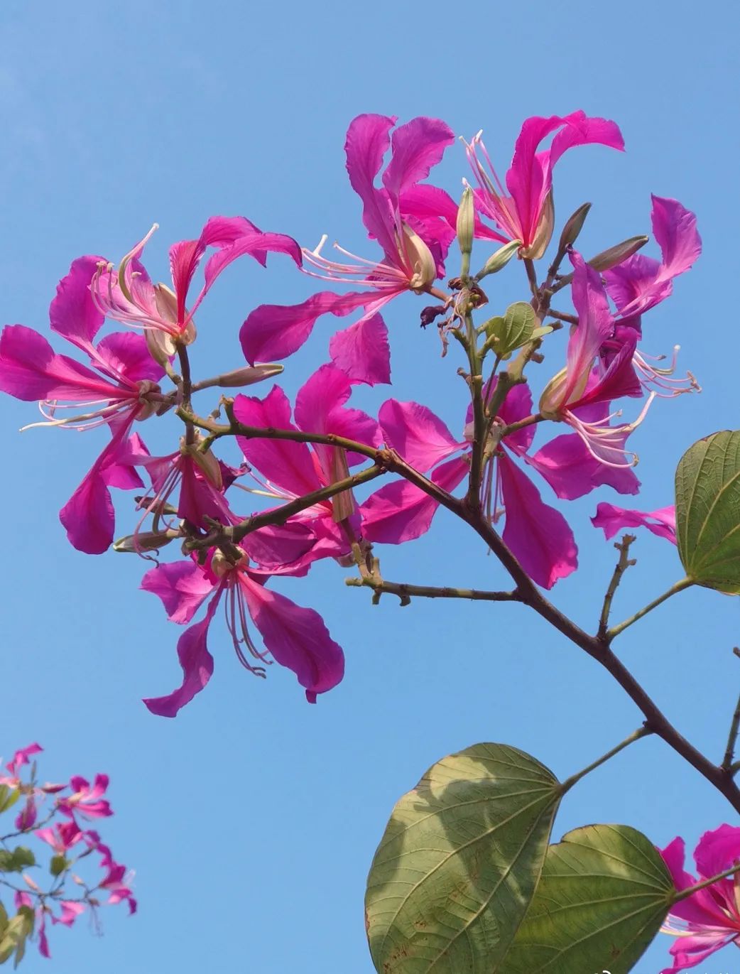 1月花历 | 历添新岁月 风吹花草香