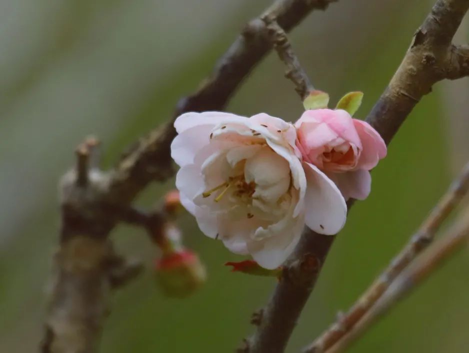 1月花历 | 历添新岁月 风吹花草香