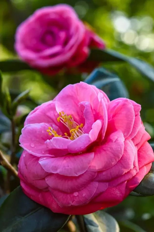 1月花历 | 历添新岁月 风吹花草香
