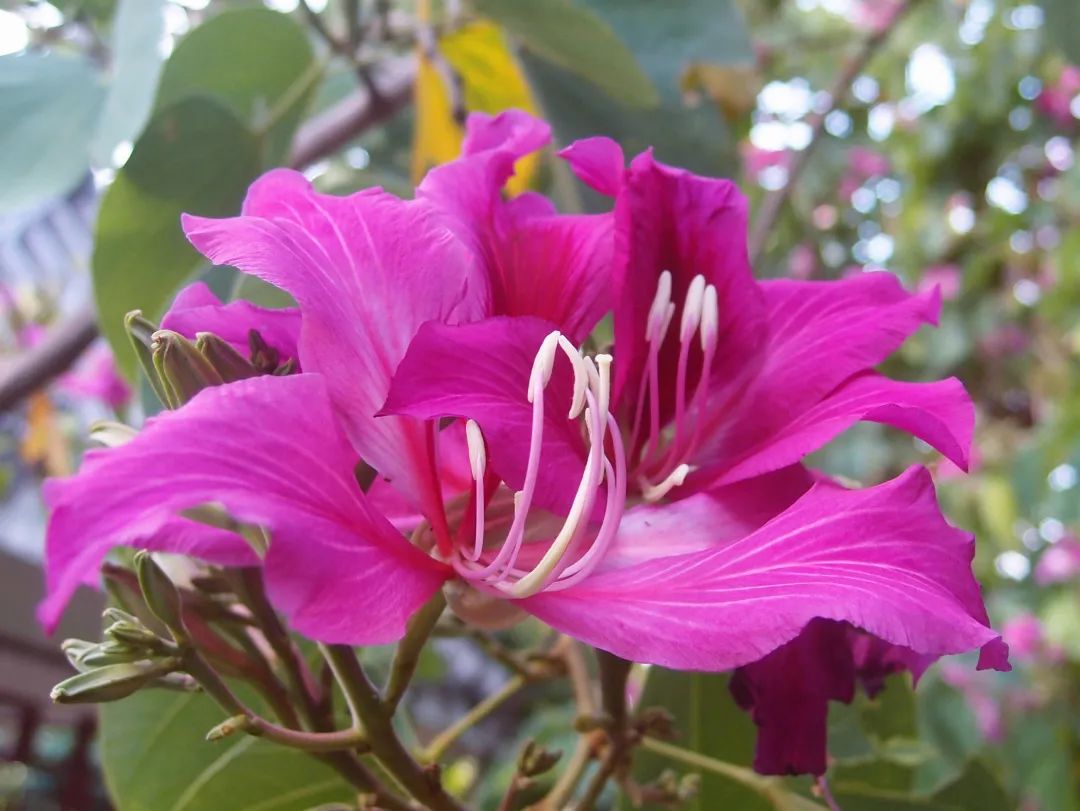1月花历 | 历添新岁月 风吹花草香