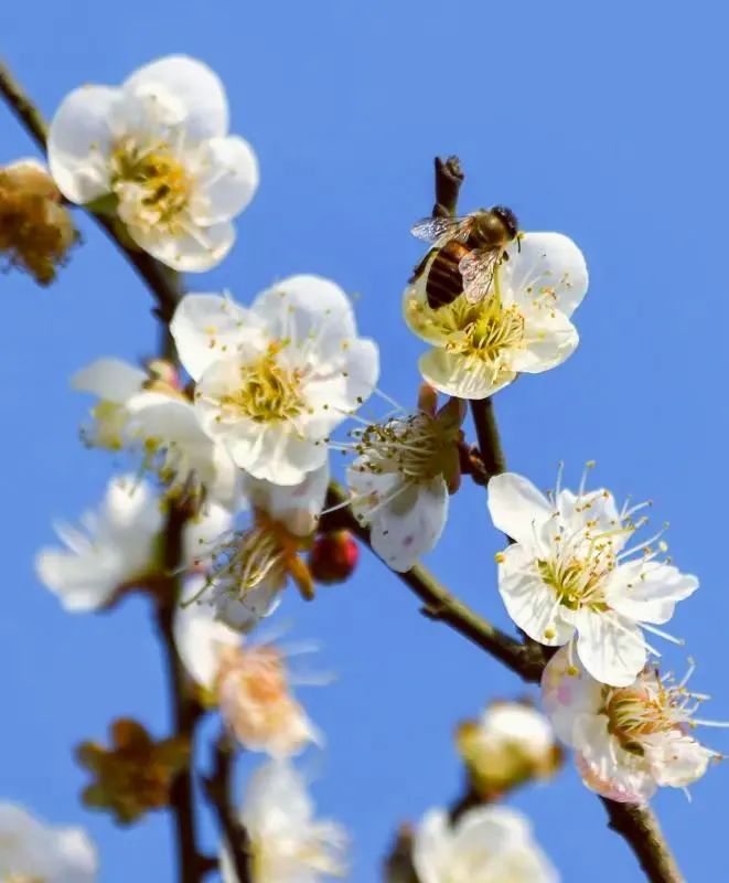 1月花历 | 历添新岁月 风吹花草香