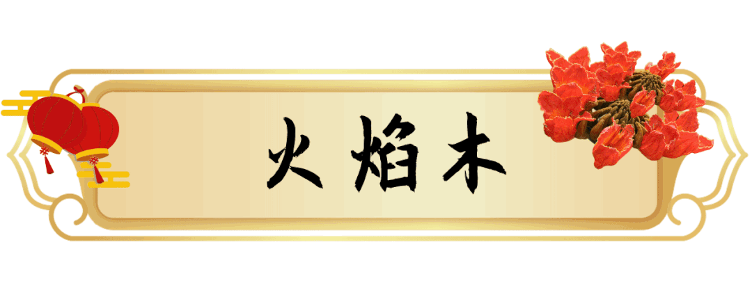 1月花历 | 历添新岁月 风吹花草香
