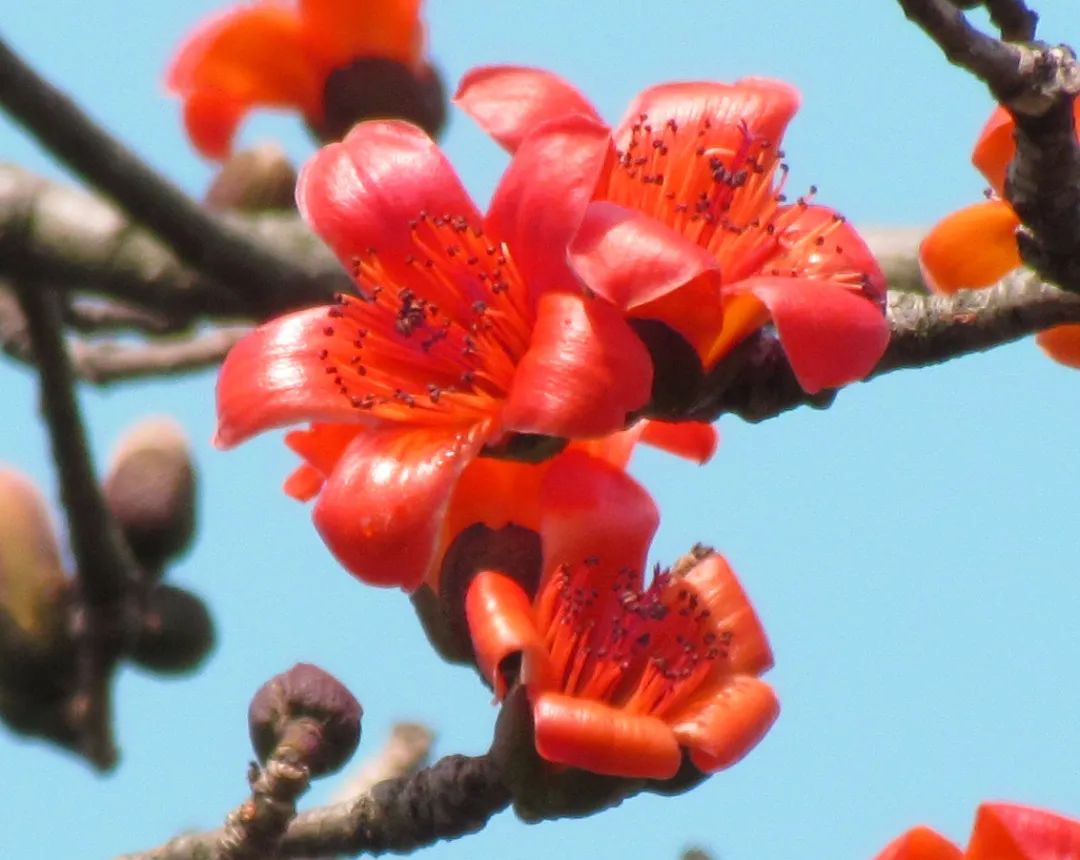 3月花历 | 春光三月，花开鹏城