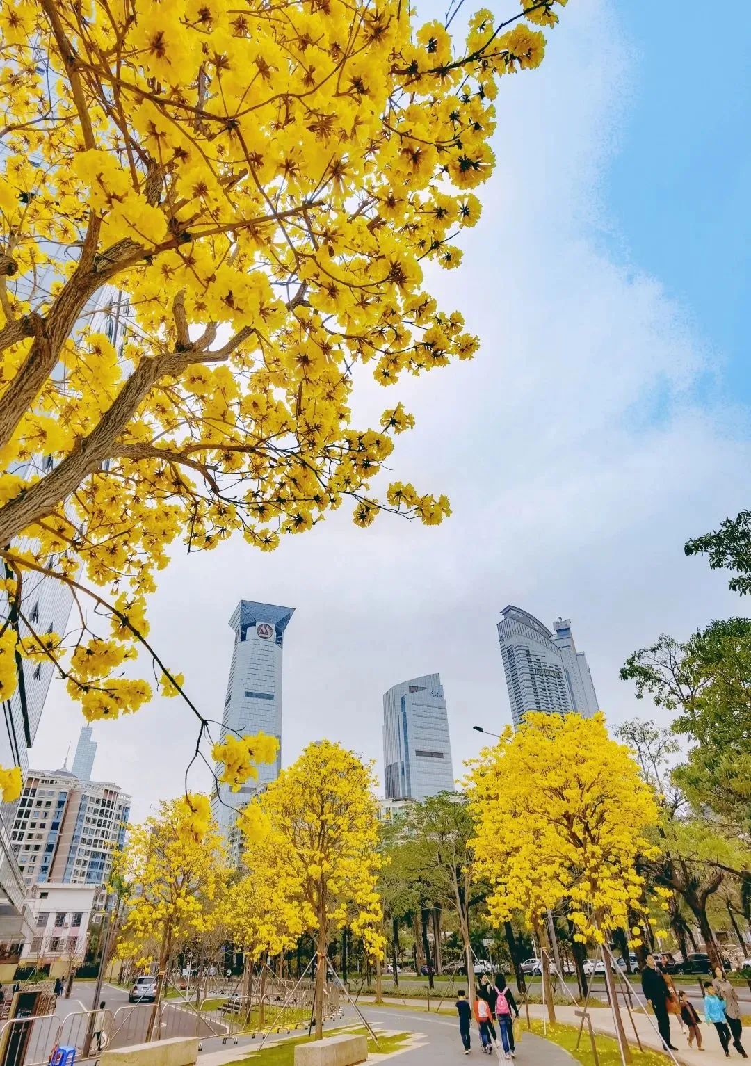 3月花历 | 春光三月，花开鹏城