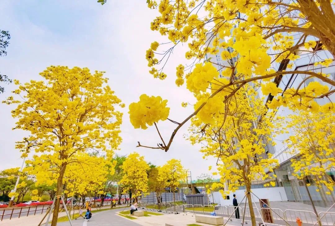 3月花历 | 春光三月，花开鹏城