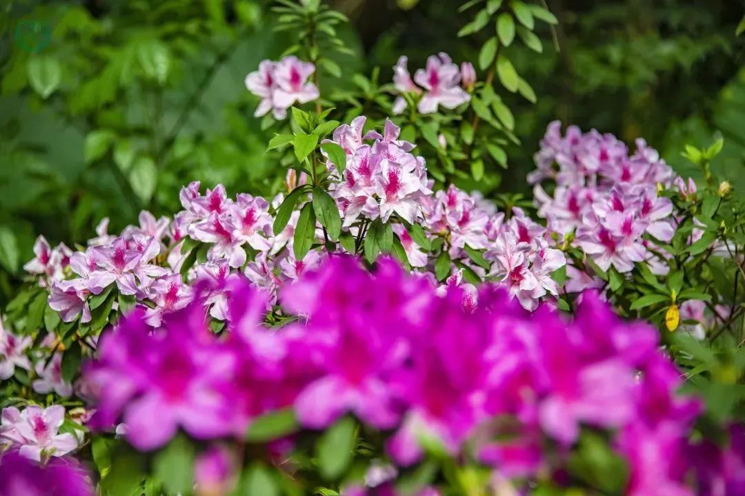 3月花历 | 春光三月，花开鹏城