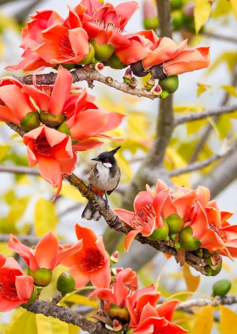 3月花历 | 春光三月，花开鹏城