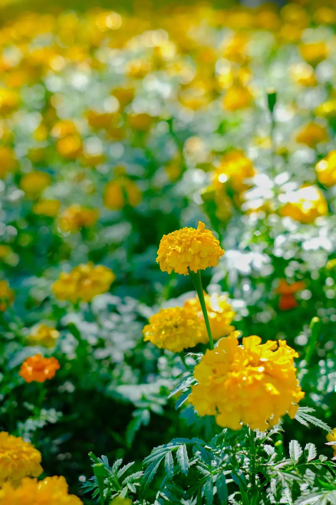 3月花历 | 春光三月，花开鹏城