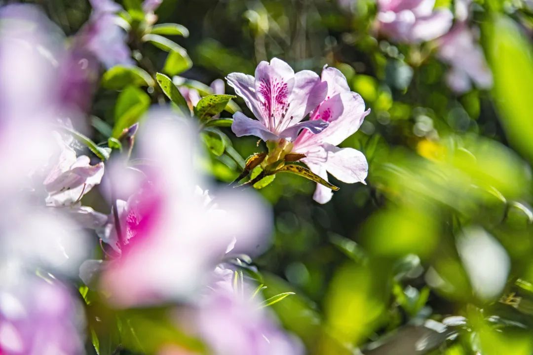 3月花历 | 春光三月，花开鹏城