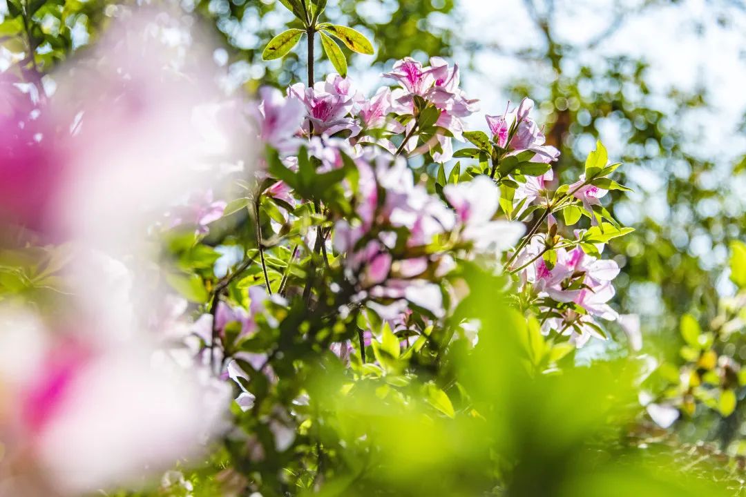 3月花历 | 春光三月，花开鹏城