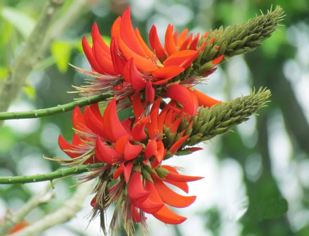 3月花历 | 春光三月，花开鹏城