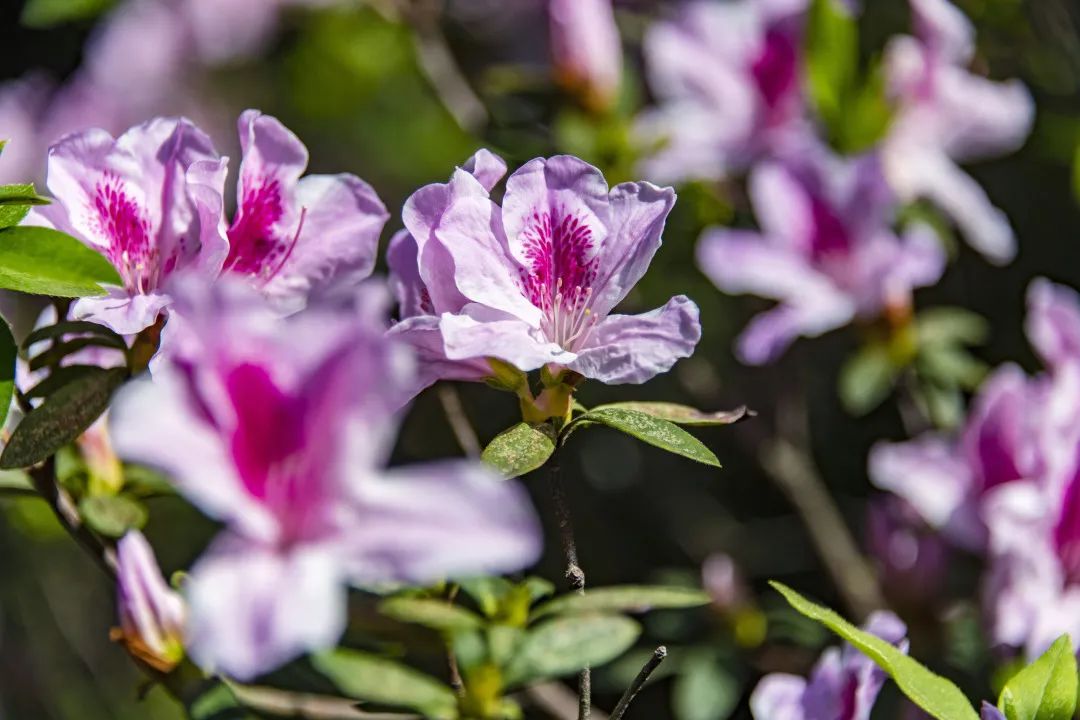 3月花历 | 春光三月，花开鹏城