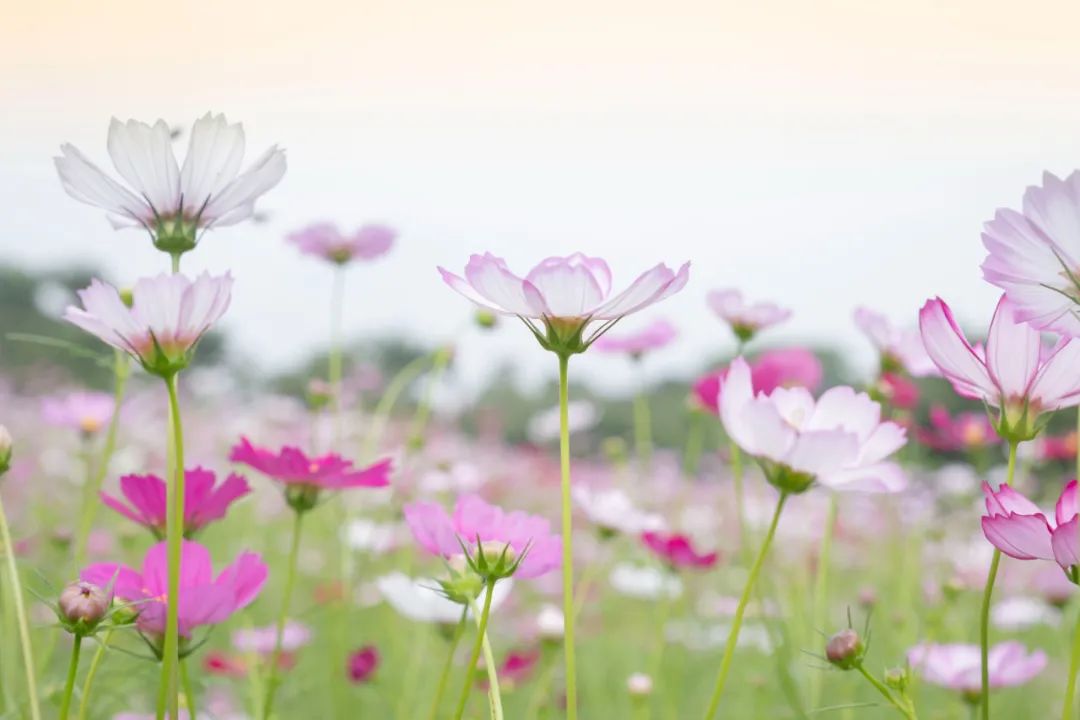 格桑花迎风盛开，版画村陷入了「粉色花海」！