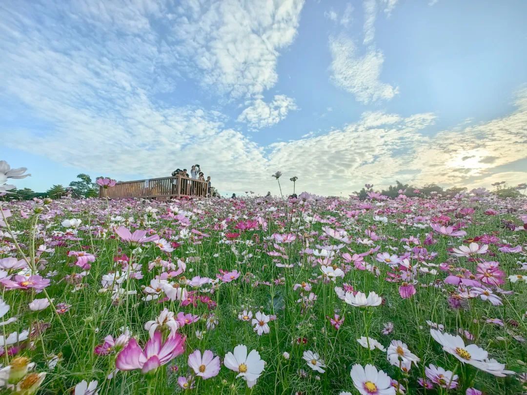 格桑花迎风盛开，版画村陷入了「粉色花海」！