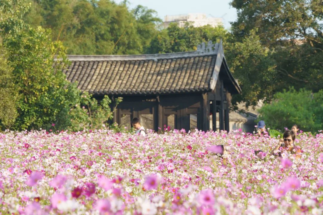 格桑花迎风盛开，版画村陷入了「粉色花海」！