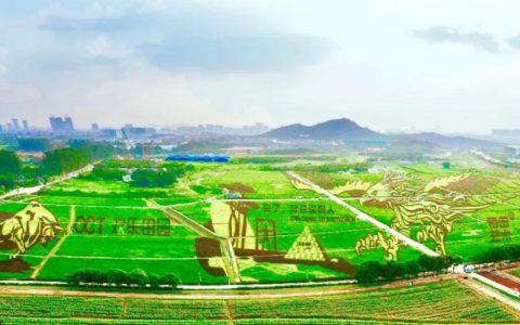 光明小镇·欢乐田园——这里的稻田艺术与花海美翻了~