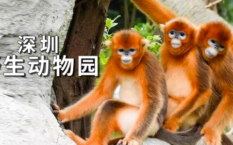 已售罄~~【深圳动物园】感恩节专场~低至5折购！120元抢原价240元全天门票（2019.11.20-2020.1.15）